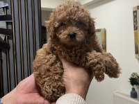 Safkan Toy Poodle