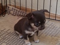 Mini Chihuahua ( Şivava ) yavrularımız