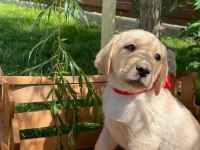 Safkan golden retriever bebekler
