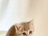 Sessiz ve Tatlı Sevgi Dolu Gri British Shorthair