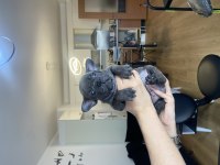 FRENCH BULLDOG TÜM RENKLER