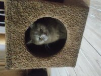 Çok çok sakin sevimli Heram british shorthair