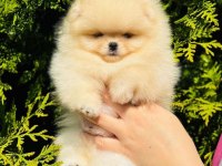 Pomeranian boo garantili yavrular