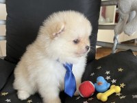POMERANİAN BOO BEBEK KÖPEKLER