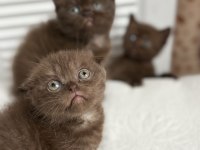 Çikolata British Shorthair Yavru