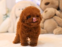 Wc eğitimli super zeki toy poodle bebeklerimiz