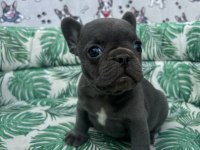 FRENCH BULLDOG A KALİTE