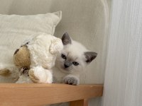 British shorthair 55 günlük erkek