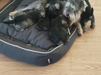 Schnauzer yavrular