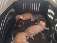 ACİL YUVA KEDİLERE