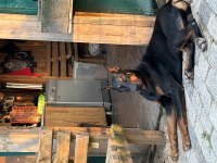 Doberman yavrularımız