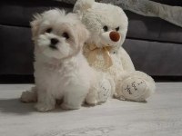 0 NUMARA KORE MALTESE