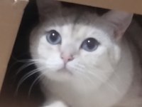 British shorthair 2 yaşında