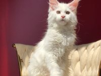 Mco Beyaz Dişi Üst Kaliteli Maine Coon