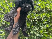 Çok Sevimli ve Oyuncu Siyah Toy Poodle Yavrularımız