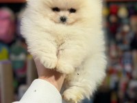 Pomeranian boo teacup