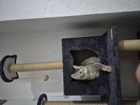 British shorthair Tiger desen
