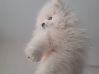 4 aylık akıllı pomeranian