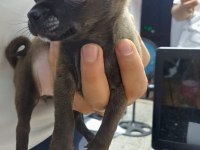 0 Numara Şivava Tek Renk Kahve Nadir