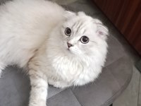 Scottish fold 8 aylık dişi eğitimli