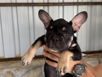 Black tan renk 3.5 aylık french bulldog