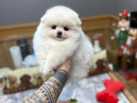 Minik Köpeğimiz Sizi Bekliyor