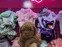 RED BROWN TOY POODLE YAVRULAR