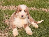Çok özel giant poodle yavrularımız