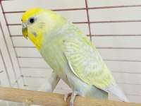 DİŞİ MUHABBET KUŞU