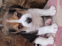 Safkan ırk garantili beagle bebekler
