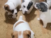 Jack russell terrier akıllı zeki safkan bebekler