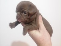 Şivava köpeklerim yeni yuvalarını arıyorlar