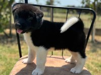 Gerçek Akita Kalitesiyle Tanışın