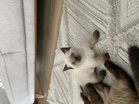 British Blue Point Erkek Yavru Kedimiz