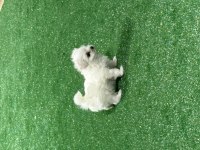 Oyuncu Kore Maltese Erkek Bebek