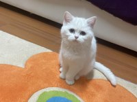 Kızımıza yeni ev british shorthair