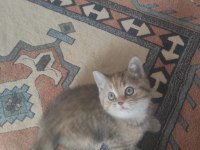 Acil sahiplendirilecek british shorthair