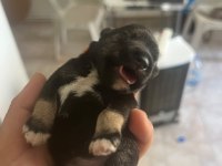 Muhteşem Bebekler Anne Altından Rezerve Köpeğimiz