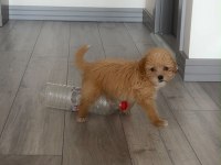 DİŞİ MALTİPOO YAVRUSU 2.5 aylık