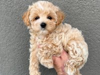 Sahibinden Maltipoo