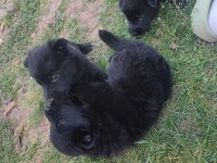 Kara alman kurdu yavruları