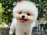 2 aylık erkek pomeranian yavru