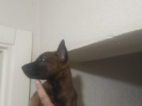 Kaçırma malinois