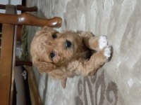 Orjinal Kısa Kuyruk Terrier Köpekler