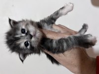 Bizi Bilen Bilir Big Calw Maine Coon