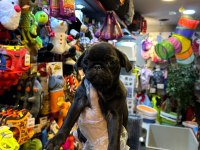 IRK VE SAĞLIK GARANTİLİ - PUG MOPS BEBEKLER