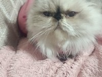 Yumos yumoş iran kedisi