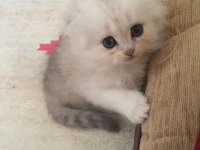 3 Aylık erkek chinchilla bebekler