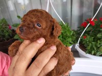 Dark Red Brown Mükemmel Kore Tea Cup Poodle