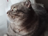 Scottish Fold kedim